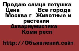 Продаю самца петушка › Цена ­ 700 - Все города, Москва г. Животные и растения » Аквариумистика   . Коми респ.